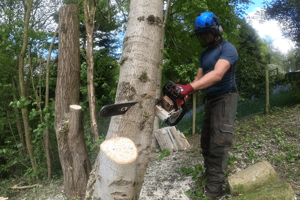 Tree surgeon felling tree from ground level
