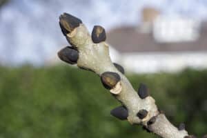 Ash tree with Black Buds