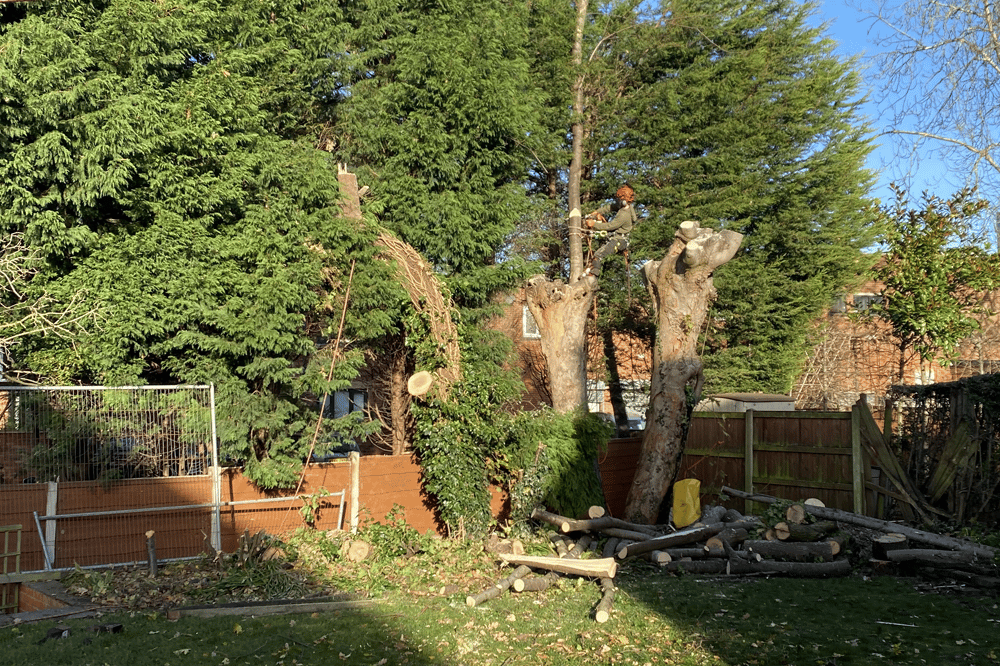 Emergency fallen tree removal
