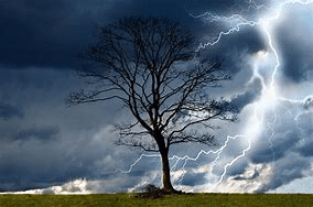 tree in storm
